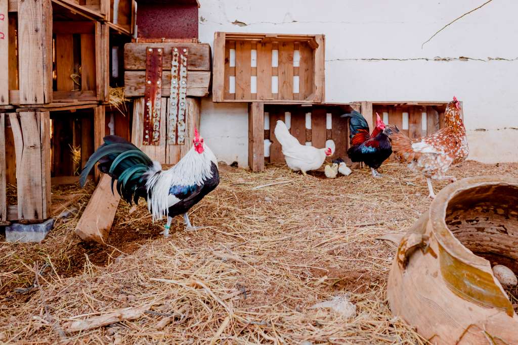 Build a portable chicken coop