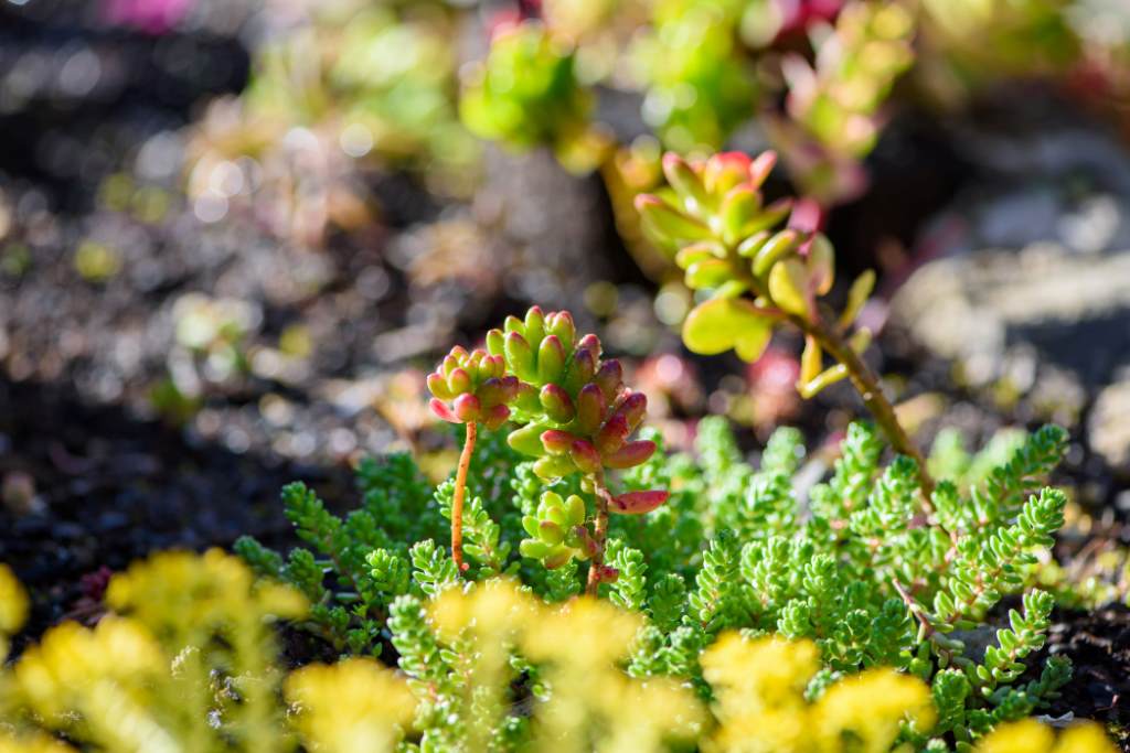 Top Low-Maintenance Ground Cover Plants