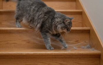 Pet hair collected in carpeted stair corner inside Denver home